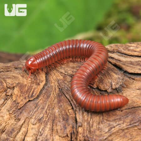 Scarlet Millipede For Sale - Underground Reptiles