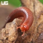 Scarlet Millipede For Sale - Underground Reptiles