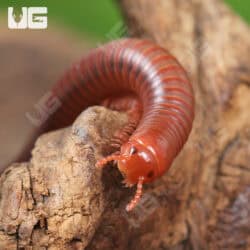 Scarlet Millipede For Sale - Underground Reptiles