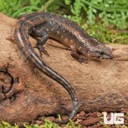 Small-Scaled Water Skink (Tropidophorus microlepis) for sale