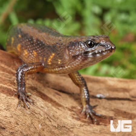 Small-Scaled Water Skink (Tropidophorus microlepis) for sale