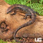 Small-Scaled Water Skink (Tropidophorus microlepis) for sale