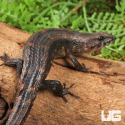 Small-Scaled Water Skink (Tropidophorus microlepis) for sale