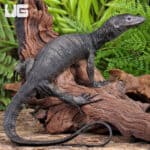 Togian Island Water Monitor For Sale - Underground Reptiles