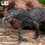 Togian Island Water Monitor For Sale - Underground Reptiles