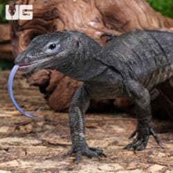Togian Island Water Monitor For Sale - Underground Reptiles
