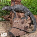 Togian Island Water Monitor For Sale - Underground Reptiles