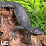 Togian Island Water Monitor For Sale - Underground Reptiles