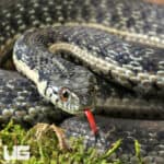 Two Striped Garter Snakes For Sale - Underground Reptiles