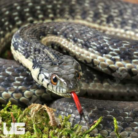 Two Striped Garter Snakes For Sale - Underground Reptiles