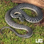 Two Striped Garter Snakes For Sale - Underground Reptiles