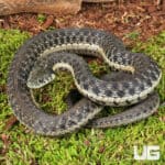 Two Striped Garter Snakes For Sale - Underground Reptiles