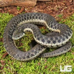 Two Striped Garter Snakes For Sale - Underground Reptiles