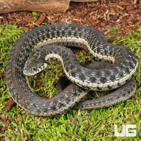 Two Striped Garter Snakes For Sale - Underground Reptiles