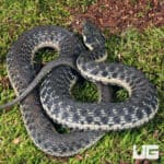 Two Striped Garter Snakes For Sale - Underground Reptiles