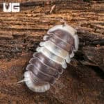 White Panda Isopods (Cubaris Murina sp “White Panda”) For Sale - Underground Reptiles