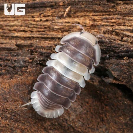 White Panda Isopods (Cubaris Murina sp “White Panda”) For Sale - Underground Reptiles