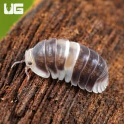 White Panda Isopods (Cubaris Murina sp “White Panda”) For Sale - Underground Reptiles