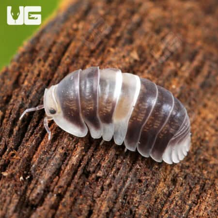 White Panda Isopods (Cubaris Murina sp “White Panda”) For Sale - Underground Reptiles
