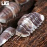 White Panda Isopods (Cubaris Murina sp “White Panda”) For Sale - Underground Reptiles