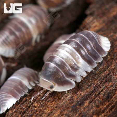 White Panda Isopods (Cubaris Murina sp “White Panda”) For Sale - Underground Reptiles