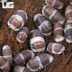 White Panda Isopods (Cubaris Murina sp “White Panda”) For Sale - Underground Reptiles