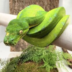 Cyclops Mountain Green Tree Python - LIVE SHOW