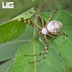 Banded Garden Spider (Argiope trifasciata) For Sale - Underground Reptiles