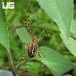 Banded Garden Spider (Argiope trifasciata) For Sale - Underground Reptiles