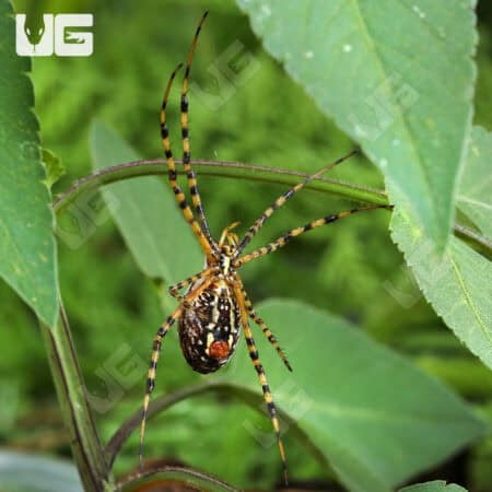 Banded Garden Spider (Argiope trifasciata) For Sale - Underground Reptiles