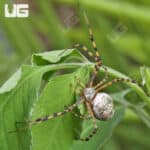 Banded Garden Spider (Argiope trifasciata) For Sale - Underground Reptiles