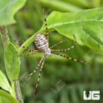 Banded Garden Spider (Argiope trifasciata) For Sale - Underground Reptiles