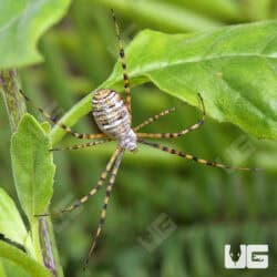 Banded Garden Spider (Argiope trifasciata) For Sale - Underground Reptiles