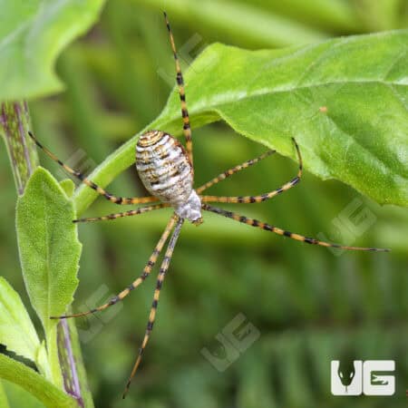 Banded Garden Spider (Argiope trifasciata) For Sale - Underground Reptiles