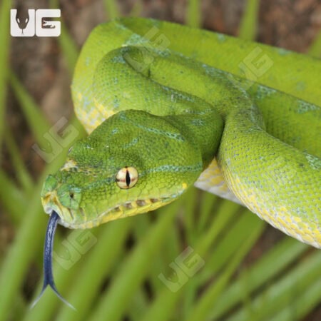 Cyclops Mountain Green Tree Pythons (Morelia viridis) For Sale - Underground Reptiles