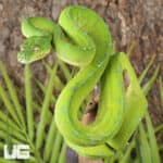 Cyclops Mountain Green Tree Pythons (Morelia viridis) For Sale - Underground Reptiles