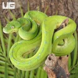 Cyclops Mountain Green Tree Pythons (Morelia viridis) For Sale - Underground Reptiles