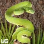 Cyclops Mountain Green Tree Pythons (Morelia viridis) For Sale - Underground Reptiles
