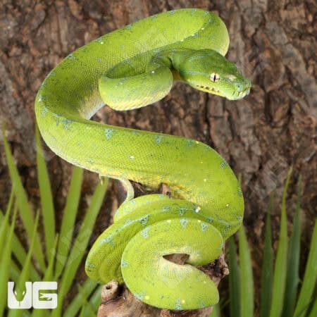 Cyclops Mountain Green Tree Pythons (Morelia viridis) For Sale - Underground Reptiles