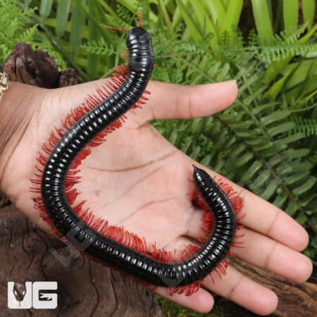 Red Ghost Rider Millipede (Alienostreptus bicoloripes) For Sale - Underground Reptiles