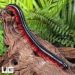 Red Ghost Rider Millipede (Alienostreptus bicoloripes) For Sale - Underground Reptiles