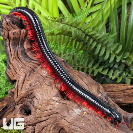 Red Ghost Rider Millipede (Alienostreptus bicoloripes) For Sale - Underground Reptiles