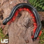 Red Ghost Rider Millipede (Alienostreptus bicoloripes) For Sale - Underground Reptiles
