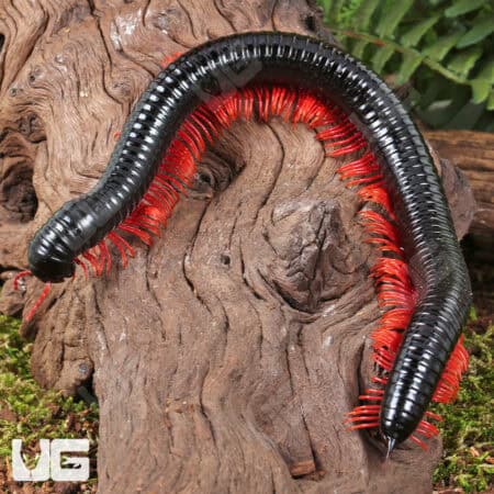 Red Ghost Rider Millipede (Alienostreptus bicoloripes) For Sale - Underground Reptiles