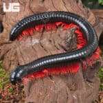 Red Ghost Rider Millipede (Alienostreptus bicoloripes) For Sale - Underground Reptiles