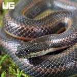 Rice Paddy Snake (Hypsiscopus plumbea) For Sale - Underground Reptiles