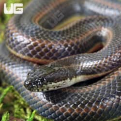 Rice Paddy Snake (Hypsiscopus plumbea) For Sale - Underground Reptiles