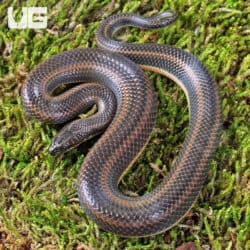 Rice Paddy Snake (Hypsiscopus plumbea) For Sale - Underground Reptiles