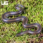Rice Paddy Snake (Hypsiscopus plumbea) For Sale - Underground Reptiles