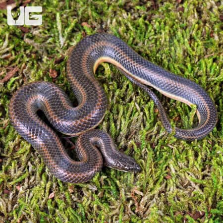 Rice Paddy Snake (Hypsiscopus plumbea) For Sale - Underground Reptiles